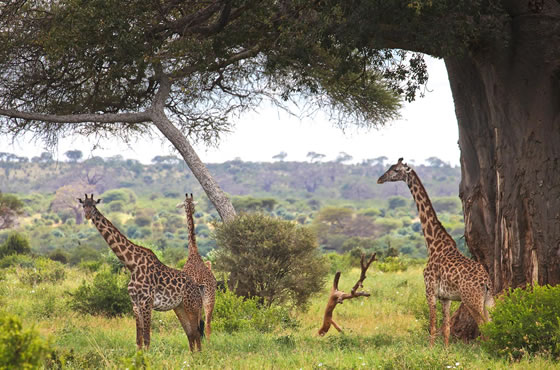 5 Days Lake Manyara, Serengeti and Ngorongoro Crater Tanzania Safari